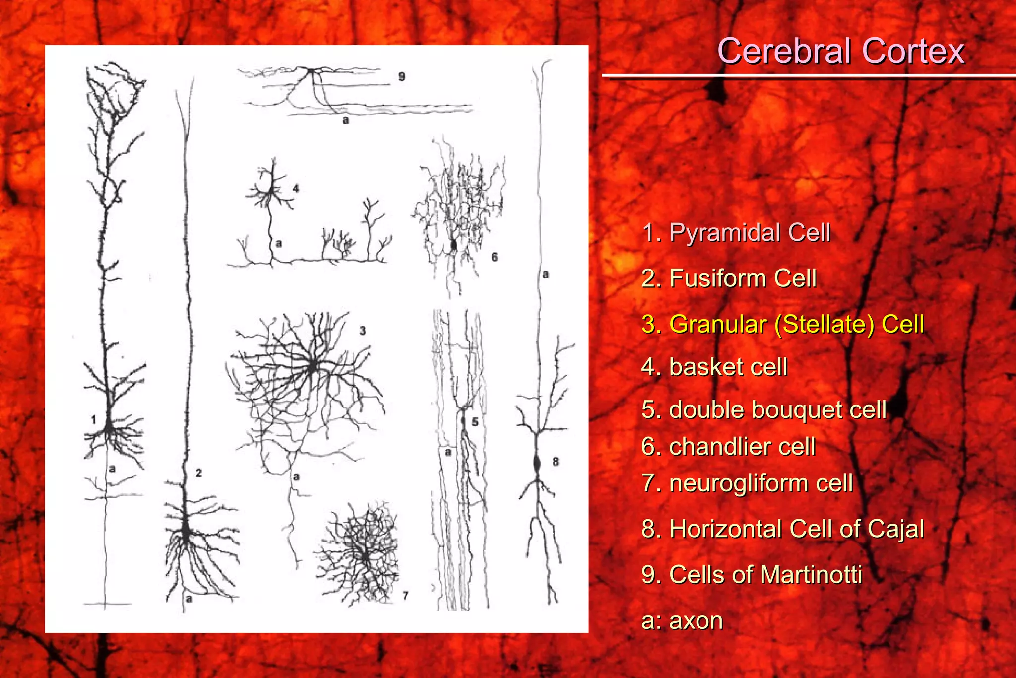 1. Pyramidal Cell 2. Fusiform Cell  3. Granular (Stellate) Cell 4. basket cell 5. double bouquet cell  6. chandlier cell  7. neurogliform cell 8. Horizontal Cell of Cajal  9. Cells of Martinotti a: axon Cerebral Cortex 