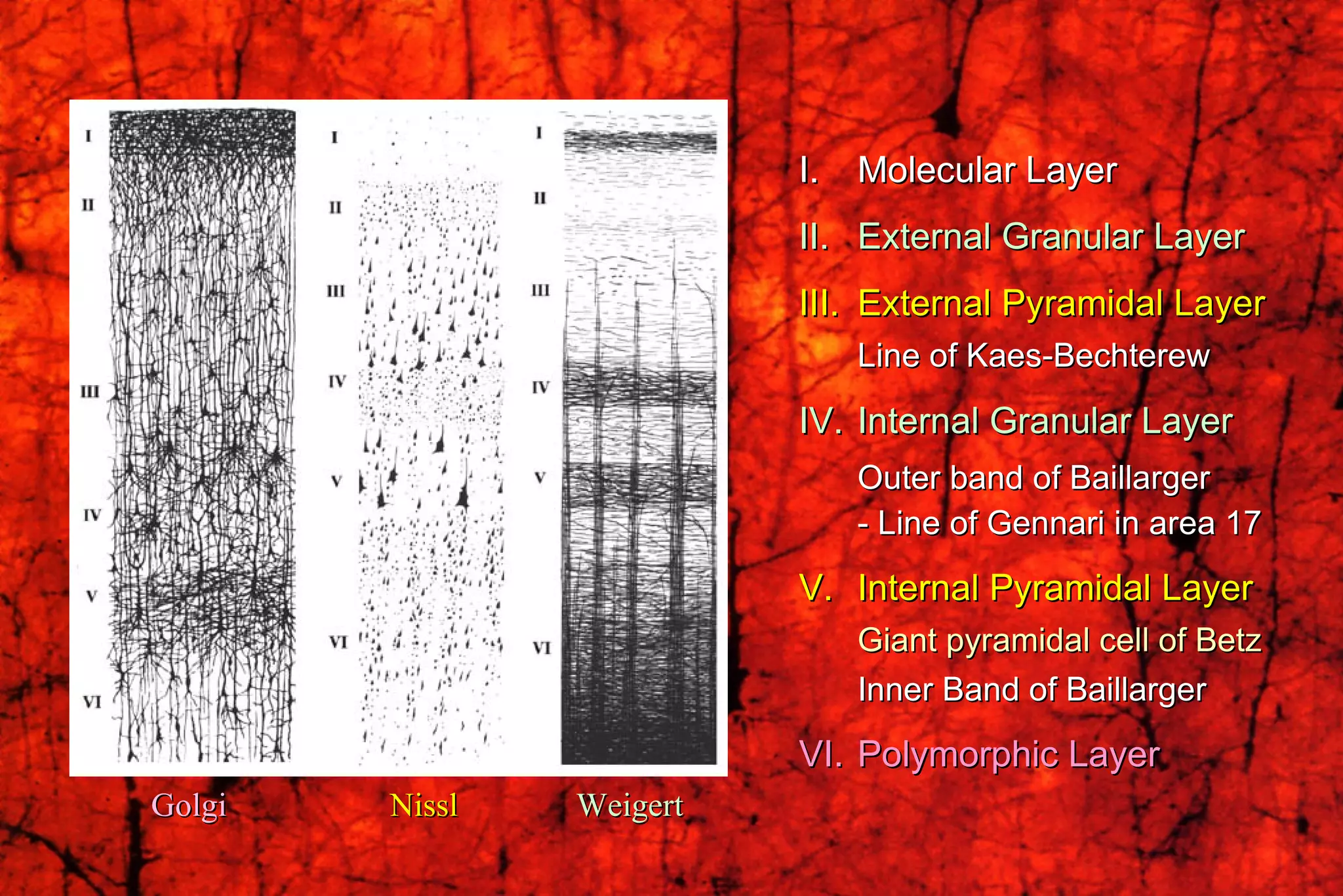 I.  Molecular Layer II.  External Granular Layer III. External Pyramidal Layer Line of Kaes-Bechterew IV. Internal Granular Layer Outer band of Baillarger - Line of Gennari in area 17  V.  Internal Pyramidal Layer Giant pyramidal cell of Betz Inner Band of Baillarger VI.  Polymorphic Layer Golgi  Nissl     Weigert 