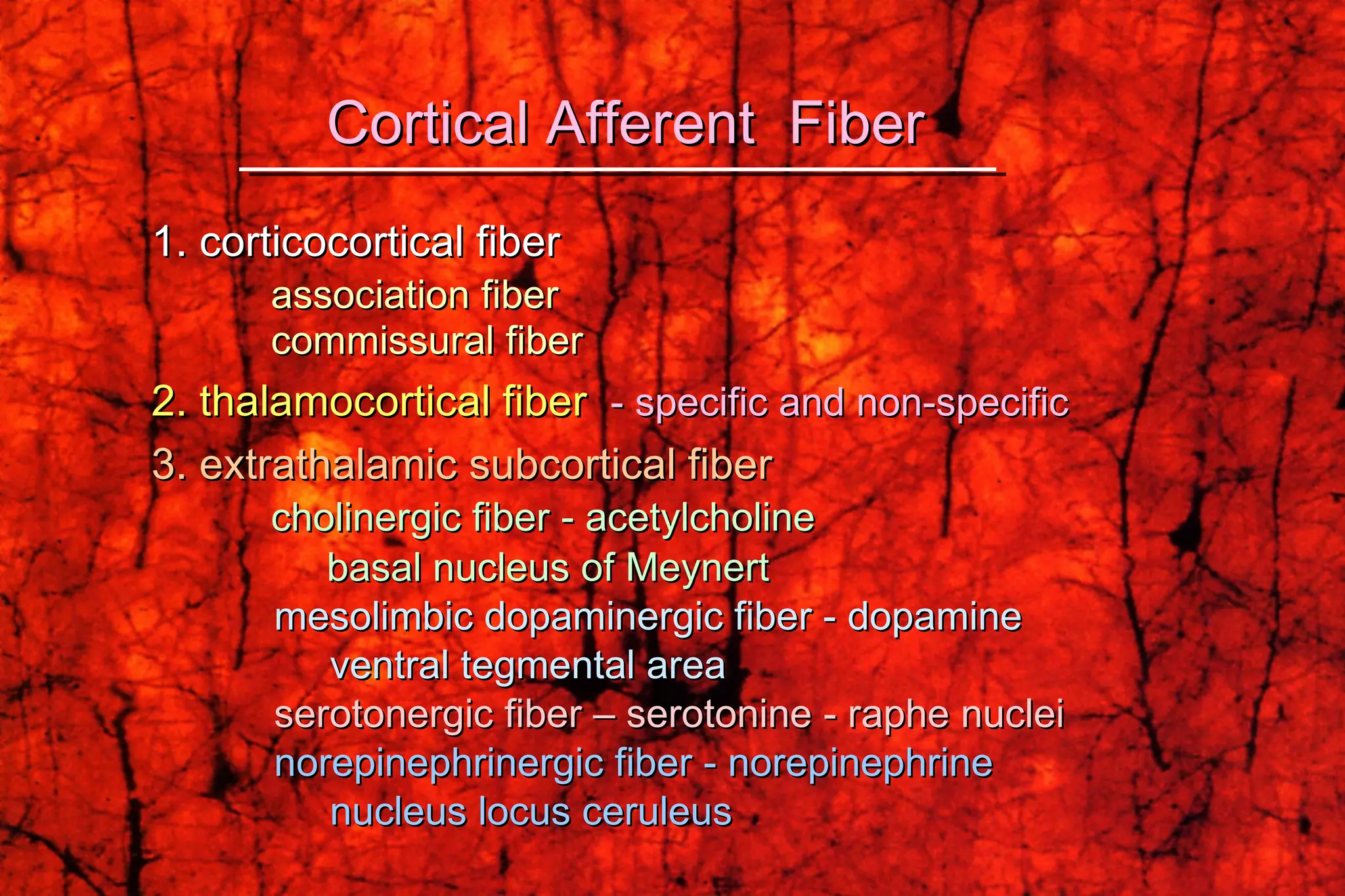 1. corticocortical fiber association fiber  commissural fiber   2. thalamocortical fiber   - specific and non-specific 3. extrathalamic subcortical fiber cholinergic fiber - acetylcholine   basal nucleus of Meynert mesolimbic dopaminergic fiber - dopamine ventral tegmental area serotonergic fiber – serotonine - raphe nuclei  norepinephrinergic fiber - norepinephrine nucleus locus ceruleus Cortical Afferent  Fiber 