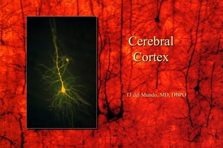 Cerebral Cortex TJ del Mundo, MD, DBPO 