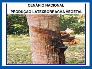 CENÁRIO NACIONAL
PRODUÇÃO LÁTEXBORRACHA VEGETAL
 
