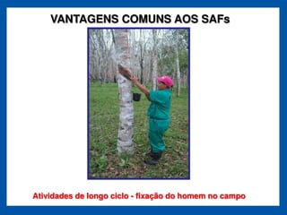 VANTAGENS COMUNS AOS SAFs




Atividades de longo ciclo - fixação do homem no campo
 