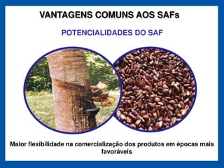 VANTAGENS COMUNS AOS SAFs

                POTENCIALIDADES DO SAF




Maior flexibilidade na comercialização dos produtos em épocas mais
                               favoráveis
 