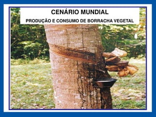 CENÁRIO MUNDIAL
PRODUÇÃO E CONSUMO DE BORRACHA VEGETAL
 