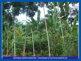 SISTEMAS AGROFLORESTAIS   CACAUEIRO E CULTIVOS AGRÍCOLAS
 