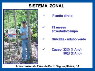 SISTEMA ZONAL

                            Plantio direto


                           29 meses
                           enxertado/campo

                           Giricídia - adubo verde


                           Cacau- 33@ (1 Ano)
                                  56@ (2 Ano)



Área comercial - Fazenda Porto Seguro, Ilhéus, BA
 