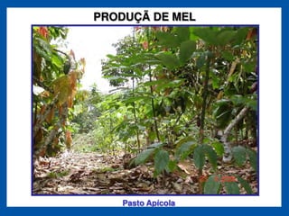 PRODUÇÃ DE MEL




   Pasto Apícola
 
