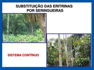SUBSTITUIÇÃO DAS ERITRINAS
        POR SERINGUEIRAS




SISTEMA CONTÍNUO
 