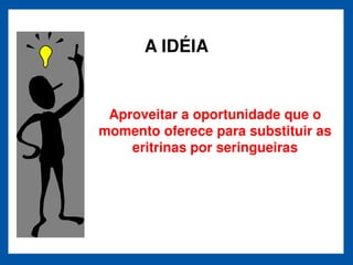 A IDÉIA


 Aproveitar a oportunidade que o
momento oferece para substituir as
    eritrinas por seringueiras
 