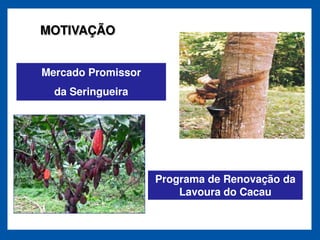 MOTIVAÇÃO


Mercado Promissor
  da Seringueira




                    Programa de Renovação da
                        Lavoura do Cacau
 
