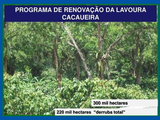 PROGRAMA DE RENOVAÇÃO DA LAVOURA
           CACAUEIRA




                   300 mil hectares
 