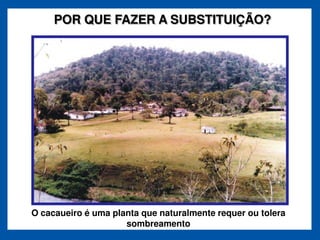 POR QUE FAZER A SUBSTITUIÇÃO?




O cacaueiro é uma planta que naturalmente requer ou tolera
                     sombreamento
 