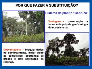 POR QUE FAZER A SUBSTITUIÇÃO?

                                 Sistema de plantio "Cabruca"

                                  Vantagens -    preservação da
                                  fauna e da própria geofisiologia
                                  do ecossistema.




Desvantagens   irregularidades
no sombreamento, maior efeito
de competição, ocorrência de
pragas e não agregação de
receitas.
 