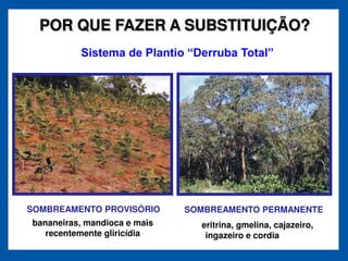 POR QUE FAZER A SUBSTITUIÇÃO?




SOMBREAMENTO PROVISÓRIO       SOMBREAMENTO PERMANENTE
bananeiras, mandioca e mais     eritrina, gmelina, cajazeiro,
   recentemente gliricídia       ingazeiro e cordia
 