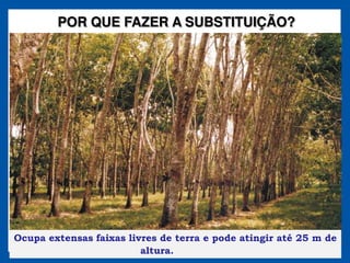 POR QUE FAZER A SUBSTITUIÇÃO?




Ocupa extensas faixas livres de terra e pode atingir até 25 m de
                         altura.
 