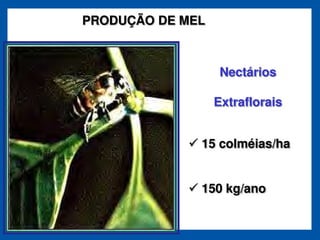 PRODUÇÃO DE MEL



                   Nectários

                  Extraflorais


              15 colméias/ha


              150 kg/ano
 