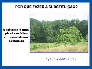POR QUE FAZER A SUBSTITUIÇÃO?




A eritrina é uma
 planta exótica
ao ecossistema
    cacaueiro




                     1/3 dos 660 mil ha
 