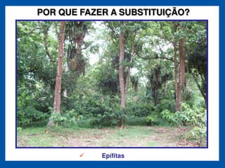 POR QUE FAZER A SUBSTITUIÇÃO?




            Epífitas
 