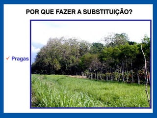 POR QUE FAZER A SUBSTITUIÇÃO?




Pragas
 