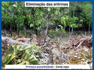 Eliminação das eritrinas




Primeira possibilidade - Corte raso
 