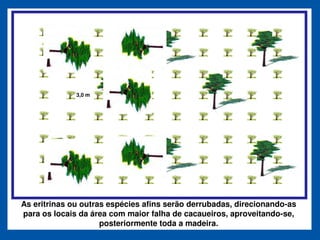 3,0 m




As eritrinas ou outras espécies afins serão derrubadas, direcionando-as
para os locais da área com maior falha de cacaueiros, aproveitando-se,
                     posteriormente toda a madeira.
 