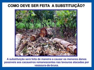 COMO DEVE SER FEITA A SUBSTITUIÇÃO?




  A substituição será feita de maneira a causar os menores danos
possíveis aos cacaueiros remanescentes nas lavouras atacadas por
                         vassoura-de-bruxa.
 