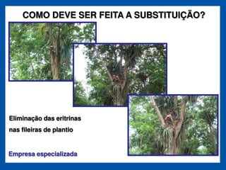 COMO DEVE SER FEITA A SUBSTITUIÇÃO?




Eliminação das eritrinas
nas fileiras de plantio


Empresa especializada
 