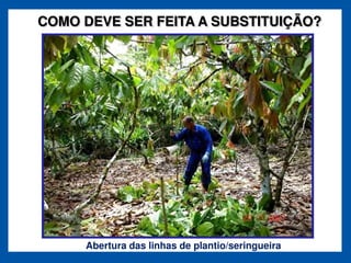 COMO DEVE SER FEITA A SUBSTITUIÇÃO?




     Abertura das linhas de plantio/seringueira
 
