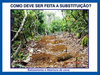 COMO DEVE SER FEITA A SUBSTITUIÇÃO?




       Balizamento e Abertura de cova
 
