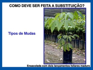 COMO DEVE SER FEITA A SUBSTITUIÇÃO?




Tipos de Mudas




         Ensacolada com dois lançamentos foliares maduro
 