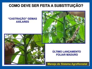 COMO DEVE SER FEITA A SUBSTITUIÇÃO?



   AXILARES




                     ÚLTIMO LANÇAMENTO
                       FOLIAR MADURO


                  Manejo do Sistema Agroflorestal
 