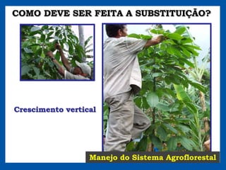 COMO DEVE SER FEITA A SUBSTITUIÇÃO?




Crescimento vertical




                  Manejo do Sistema Agroflorestal
 