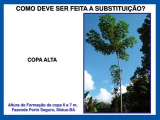 COMO DEVE SER FEITA A SUBSTITUIÇÃO?




         COPA ALTA




Altura de Formação de copa 6 a 7 m.
  Fazenda Porto Seguro, Ilhéus-BA
 
