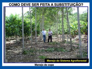 COMO DEVE SER FEITA A SUBSTITUIÇÃO?




                    Manejo do Sistema Agroflorestal
            Manejo de copa
 
