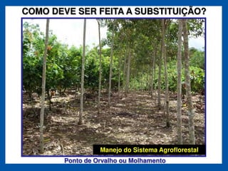 COMO DEVE SER FEITA A SUBSTITUIÇÃO?




                  Manejo do Sistema Agroflorestal
        Ponto de Orvalho ou Molhamento
 