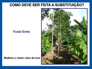 COMO DEVE SER FEITA A SUBSTITUIÇÃO?




       Fuste Ereto




Madeira c/ maior valor da tora
 