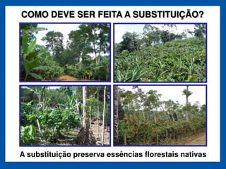 COMO DEVE SER FEITA A SUBSTITUIÇÃO?




A substituição preserva essências florestais nativas
 