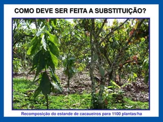 COMO DEVE SER FEITA A SUBSTITUIÇÃO?




 Recomposição do estande de cacaueiros para 1100 plantas/ha
 