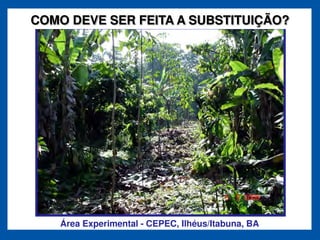 COMO DEVE SER FEITA A SUBSTITUIÇÃO?




   Área Experimental - CEPEC, Ilhéus/Itabuna, BA
 