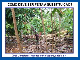 COMO DEVE SER FEITA A SUBSTITUIÇÃO?




  Área Comercial - Fazenda Porto Seguro, Ilhéus, BA
 
