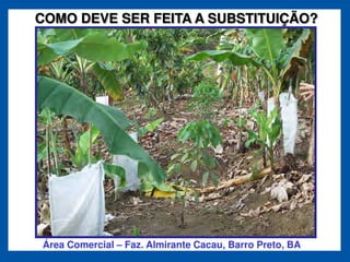 COMO DEVE SER FEITA A SUBSTITUIÇÃO?




Área Comercial   Faz. Almirante Cacau, Barro Preto, BA
 