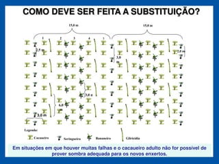 COMO DEVE SER FEITA A SUBSTITUIÇÃO?
                                  15,0 m                                            15,0 m


               1         2           3        4          5


          2,5 m                                                                              2,0 m
                                                                 3,0
                                                                 m




                   3,0
                   m
                                             3,0 m

                         6,0
                         m
           3,0 m



    Legenda:

         Cacaueiro             Seringueira           Bananeira         Gliricídia


Em situações em que houver muitas falhas e o cacaueiro adulto não for possível de
               prover sombra adequada para os novos enxertos.
 