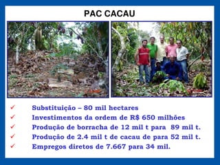 PAC CACAU




Substituição 80 mil hectares
Investimentos da ordem de R$ 650 milhões
Produção de borracha de 12 mil t para 89 mil t.
Produção de 2.4 mil t de cacau de para 52 mil t.
Empregos diretos de 7.667 para 34 mil.
 
