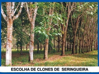 ESCOLHA DE CLONES DE SERINGUEIRA
 