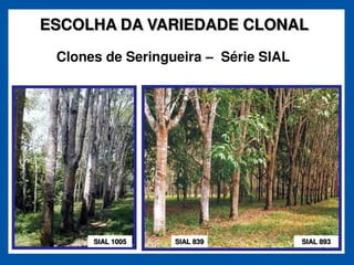 ESCOLHA DA VARIEDADE CLONAL

 Clones de Seringueira       Série SIAL




      SIAL 1005   SIAL 839                SIAL 893
 