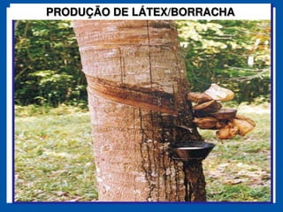 PRODUÇÃO DE LÁTEX/BORRACHA
 