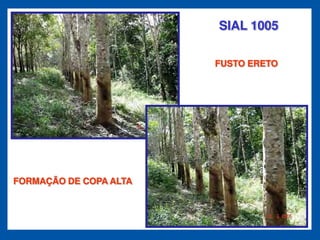 SIAL 1005

                        FUSTO ERETO




FORMAÇÃO DE COPA ALTA
 