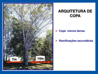 ARQUITETURA DE
               COPA


           Copa menos densa


           Ramificações secundárias




7m   14m
 
