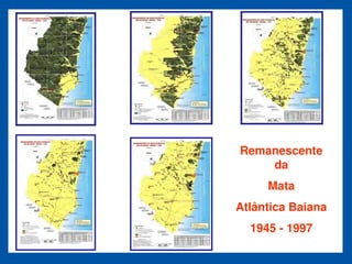 Remanescente
    da
     Mata
Atlântica Baiana
  1945 - 1997
 