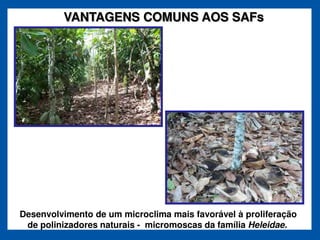 VANTAGENS COMUNS AOS SAFs




Desenvolvimento de um microclima mais favorável à proliferação
 de polinizadores naturais - micromoscas da família Heleidae.
 
